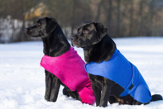 Hundedekken Ull, Kongeblå-Lanullva